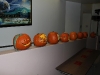 All pumpkins in Steward